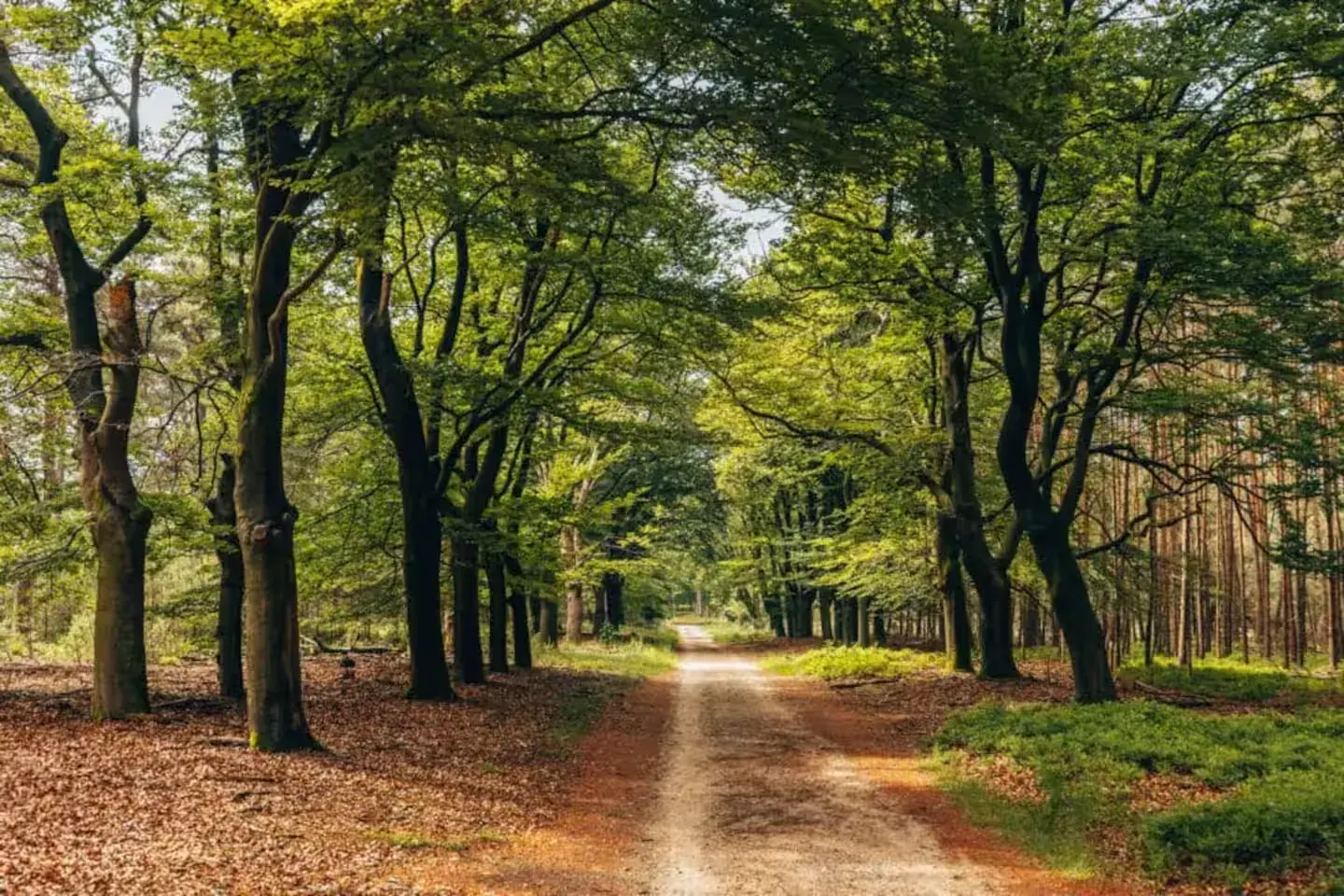 Bospad tussen beuken en dennen op de Veluwe, op 3 minuten lopen van Huisje Pip